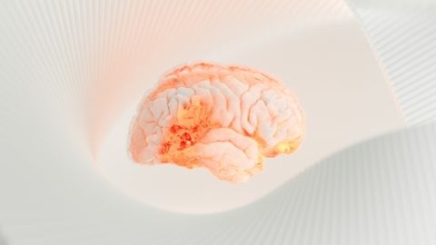 Fermentation as the key to human brain development? 